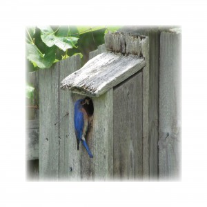 Birds1